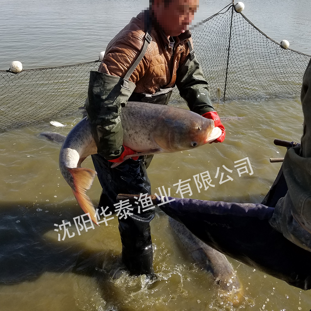 &#20964;&#20976;&#40;&#20013;&#22269;&#41;&#23448;&#26041;&#32593;&#31449;&#45;&#30331;&#24405;&#20837;&#21475;